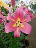 [3507 PO25 Empoli No02.JPG]